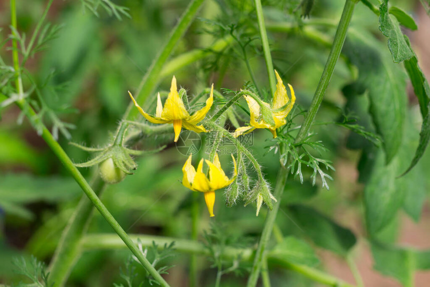 在温室里生长的番茄花和小水果索图片