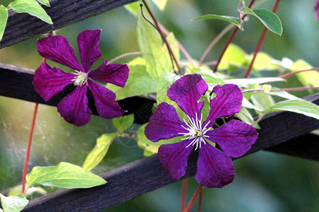 两朵铁线莲或皮革花深紫色易护理多年生藤本花图片