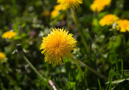 黄色蒲公英花在大自然中的特写图片