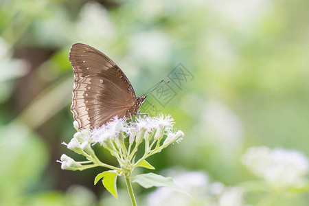 蝴蝶在大自然中飞翔图片