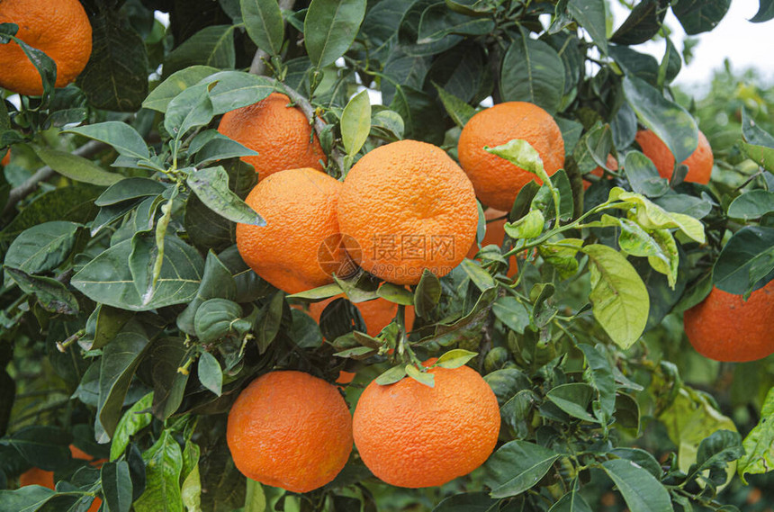 树上成熟橘子的特写图片