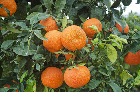 树上成熟橘子的特写背景图片