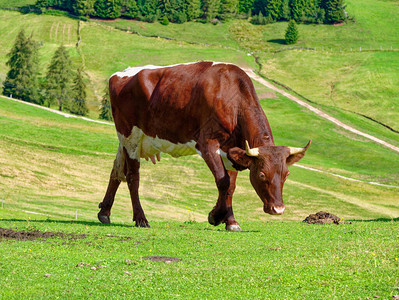 奶牛吃草放牧山夏草甸图片