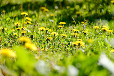 夏季绿草地的绿色黄棕色花朵背景