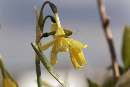 水仙花一种来自南欧的野生水仙图片
