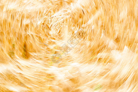 小麦尖峰田由风图片