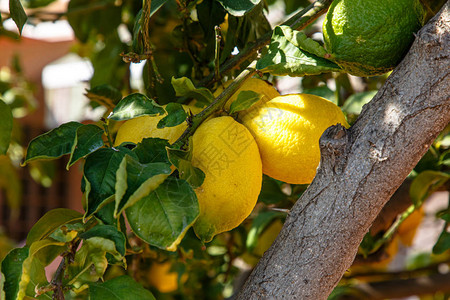 黄色柠檬长在树上图片