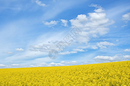 金黄色的油菜花背景图片