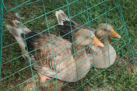 农业展览和展览中笼子里的两只鸭子图片