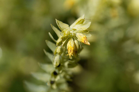 蜜草属植物Cerintheminor的花图片