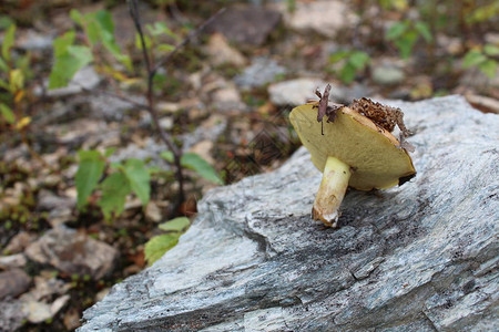 自然界中的食用菌牛肝菌照片蘑菇飞轮蘑菇是可食用的时间年夏天温暖图片