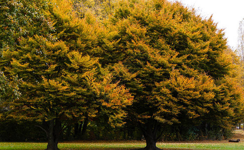 秋老树自然景观图片