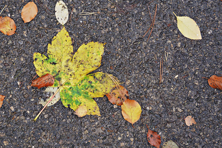 秋天的落叶在地上图片