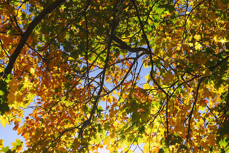 有黄色橙色颜的秋天森林图片