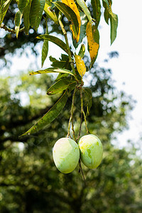 芒果树上的绿色芒果图片