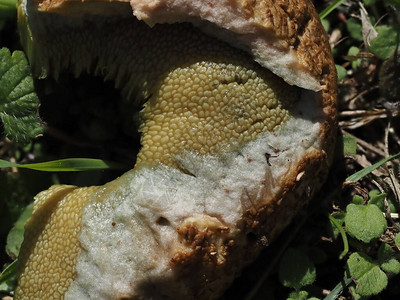 Sulilus粮仓蘑菇图片