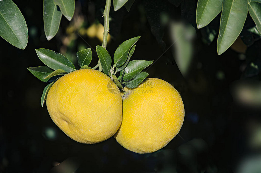 成熟葡萄柚的特写图片