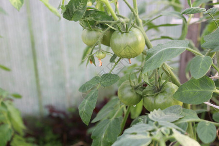 夏天在花园里生长的绿色西红柿照片西红柿幼苗该植物在温室中生长茎图片