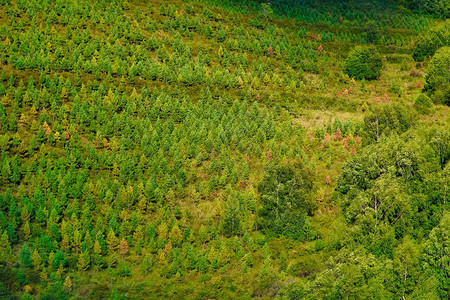 在旅行途中拍摄秋山和森林照片在图片