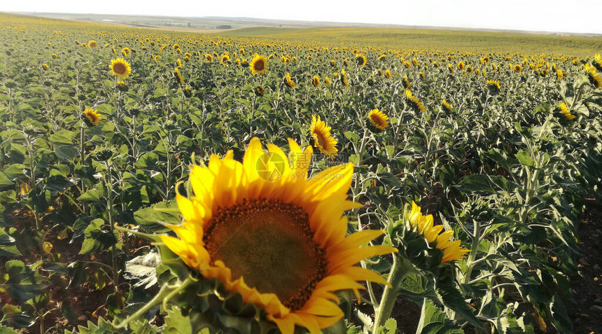用向日葵播种的田野对比黄色和绿色植物的自然色彩西班牙中部的农业景观收获在阳光下成熟轻松图片