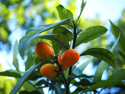 绿枝上的幼橙金桔果实图片