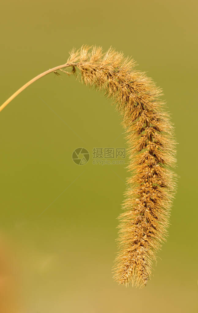 干狐尾草小米花在绿色上分离图片