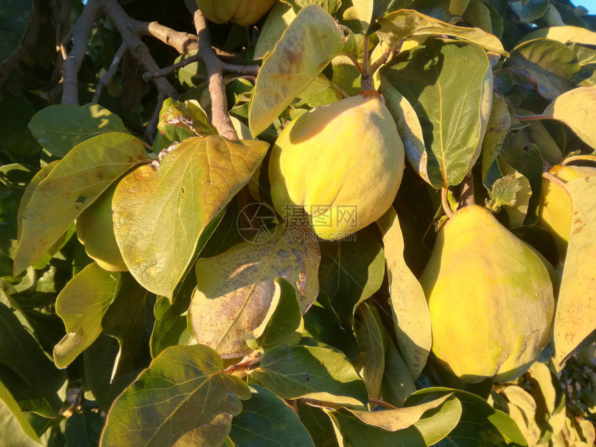 园艺业木瓜果树在西班牙的阳光下生长的自然黄色和鲜艳的绿色健康食品尽管很甜图片