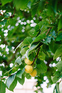 树枝上的黄色柿子果实成熟的果实图片