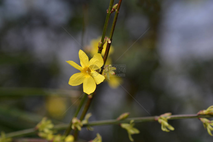 冬茉莉拉丁名Jasminumnudi图片