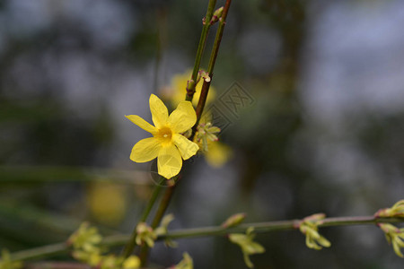 冬茉莉拉丁名Jasminumnudi图片