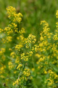 黄色的草编花拉丁名Galium图片
