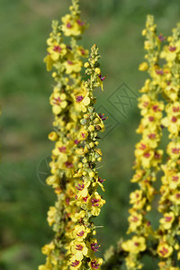 黑毛蕊花黄色花拉丁名Verbascum图片