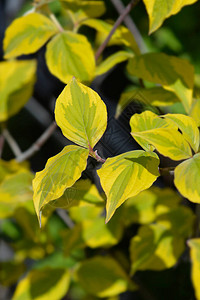 开花山茱萸彩虹拉丁名CornusfloridaR图片