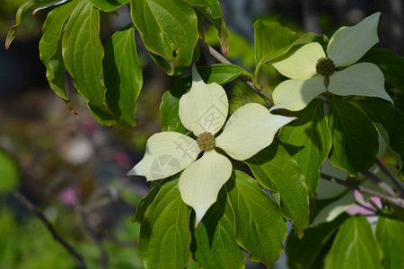 开花的山茱萸Teutonia拉丁名CornuskousaTe图片