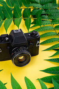 黑色古老旧相片机黄色背景热带绿色叶的抽象框架图片
