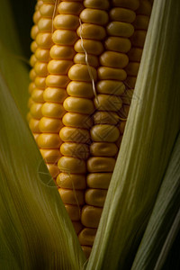 鲜新成熟玉米图片