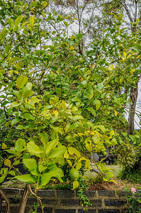 柠檬树上挂着成熟的绿色水果柠图片