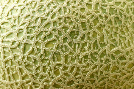 甜瓜或糖浆水果绿皮的独特模式图片