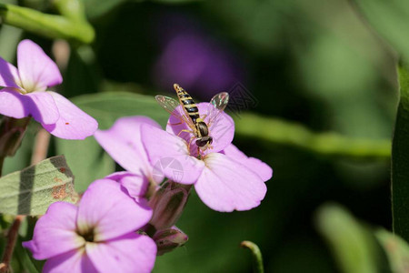 一只雌长食蚜蝇Sphaerophoriascripta图片