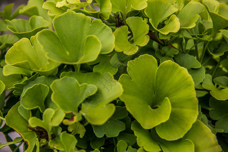 年轻植物的绿色银杏叶图片