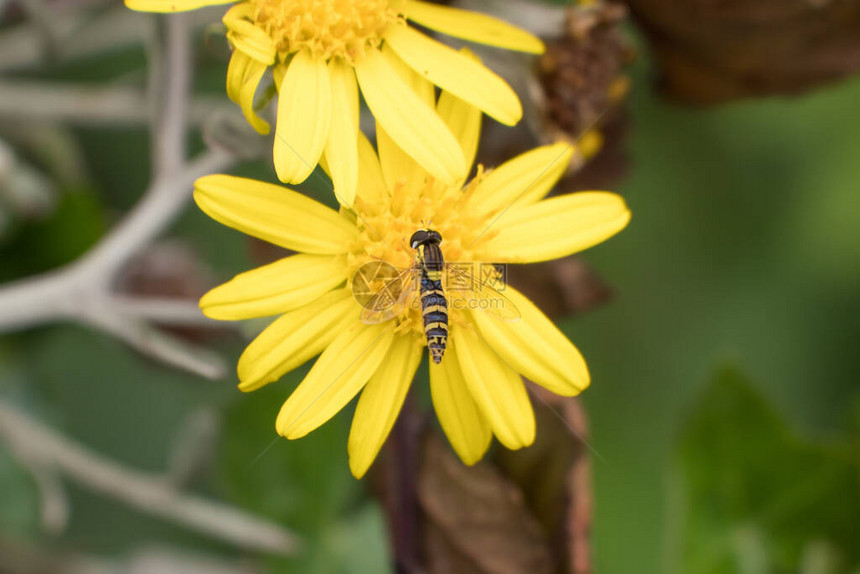 黄色雏菊花上的SyrphidaeHoverfly昆虫图片