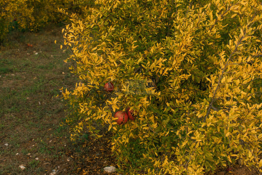 夏季的黄色植物和盛开的野花图片