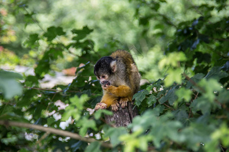 松鼠猴爬树图片
