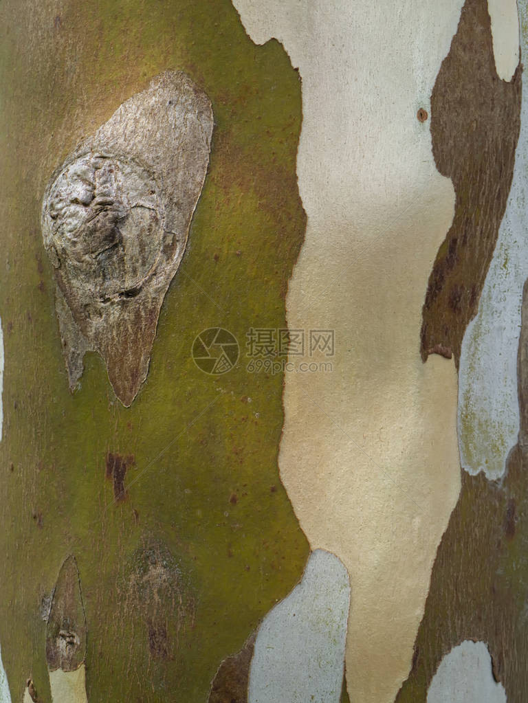 紧的树皮科学名称EucalyptusglobulusL图片