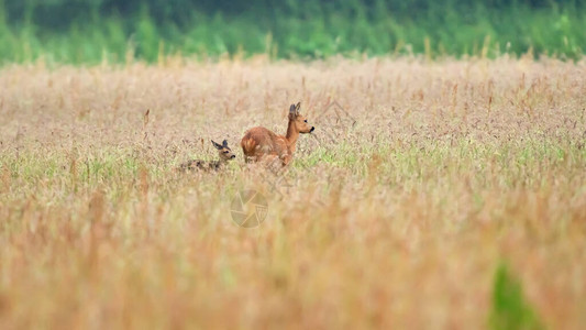 一只母鹿和小牛在田图片