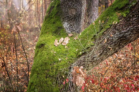 秋天森林里一棵老树的干长满了青苔图片