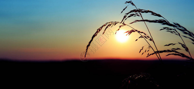 自然界的野草日落背景模糊的夏季背景背景图片