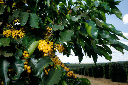 查看有咖啡种植园的农场农业综合企业与黄色五谷绿色叶子和蓝图片