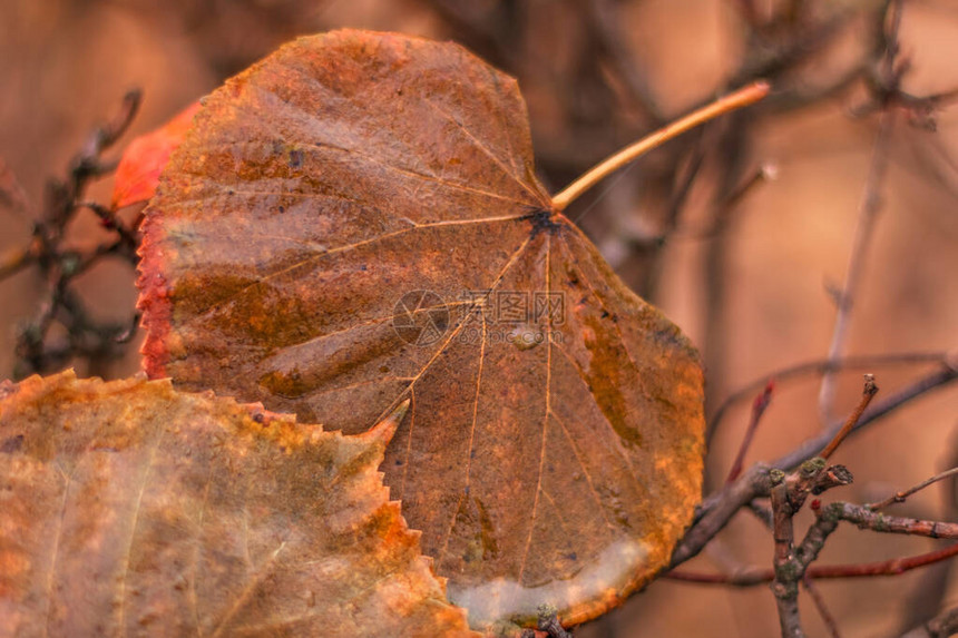 在模糊的背景之下棕色秋天落下的叶子落在树枝图片