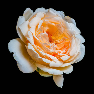 孤立的橙色白玫瑰花宏图片